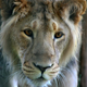 Illustration for article titled Why Is This Zoo Giving Acupuncture to a Lion?